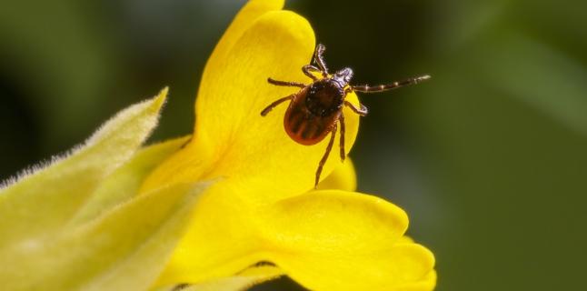  Prim ajutor in cazul unei muscaturi de capusa