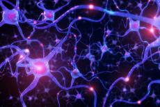 Ce sunt neurotransmitatorii si cum functioneaza ei?