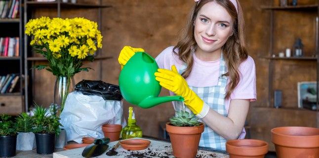 Efectul plantelor de apartament asupra sanatatii