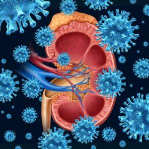 Sindromul hemolitic uremic – mecanismul patologiei