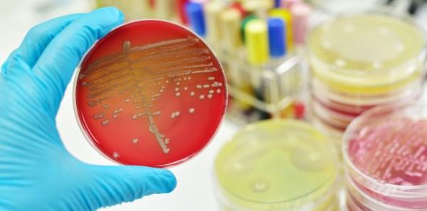 Stafilococul auriu si alte infectii stafilococice