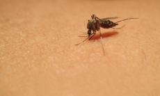 West Nile: 11 persoane infectate si doua decese 