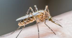 Primul caz de infectie cu virusul West Nile, in Romania 