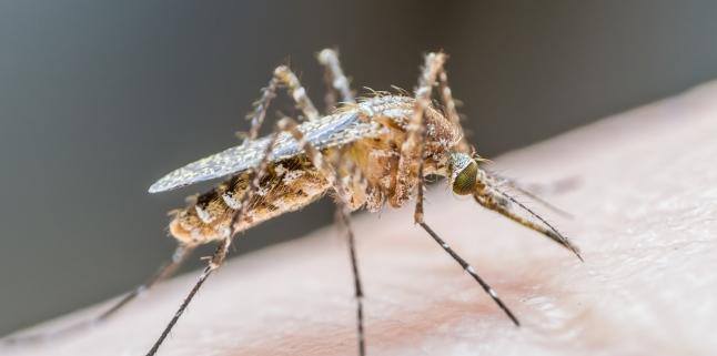 Primul caz de infectie cu virusul West Nile, in Romania 