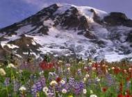 poze natura
