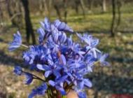 viorica