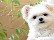 cavachon