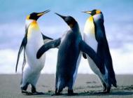 pinguini